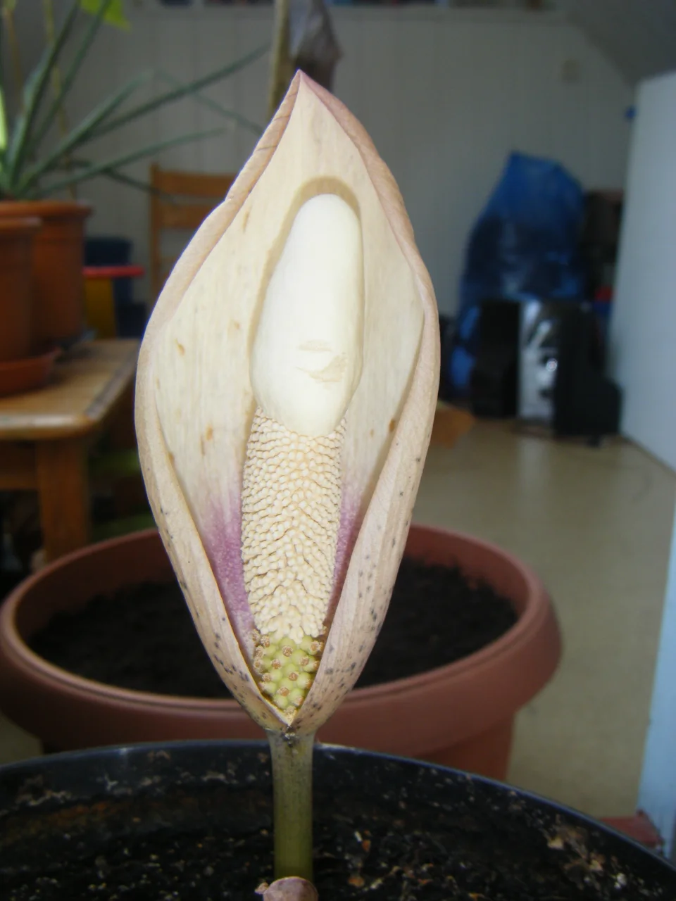 Amorphophallus yuloensis