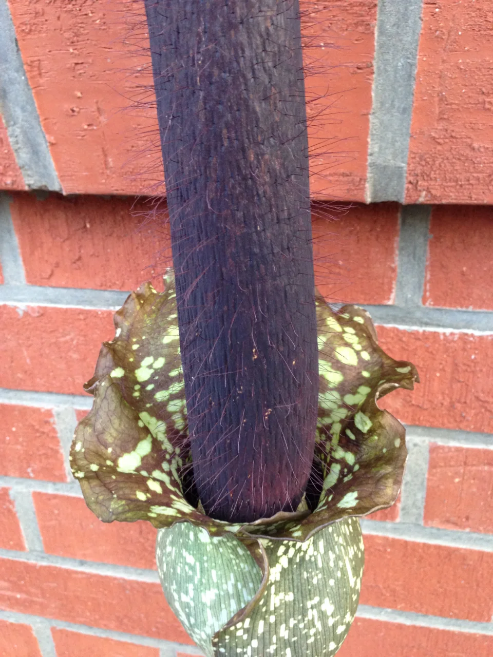 Amorphophallus hirtus