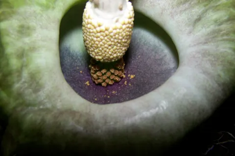 Amorphophallus lewallei