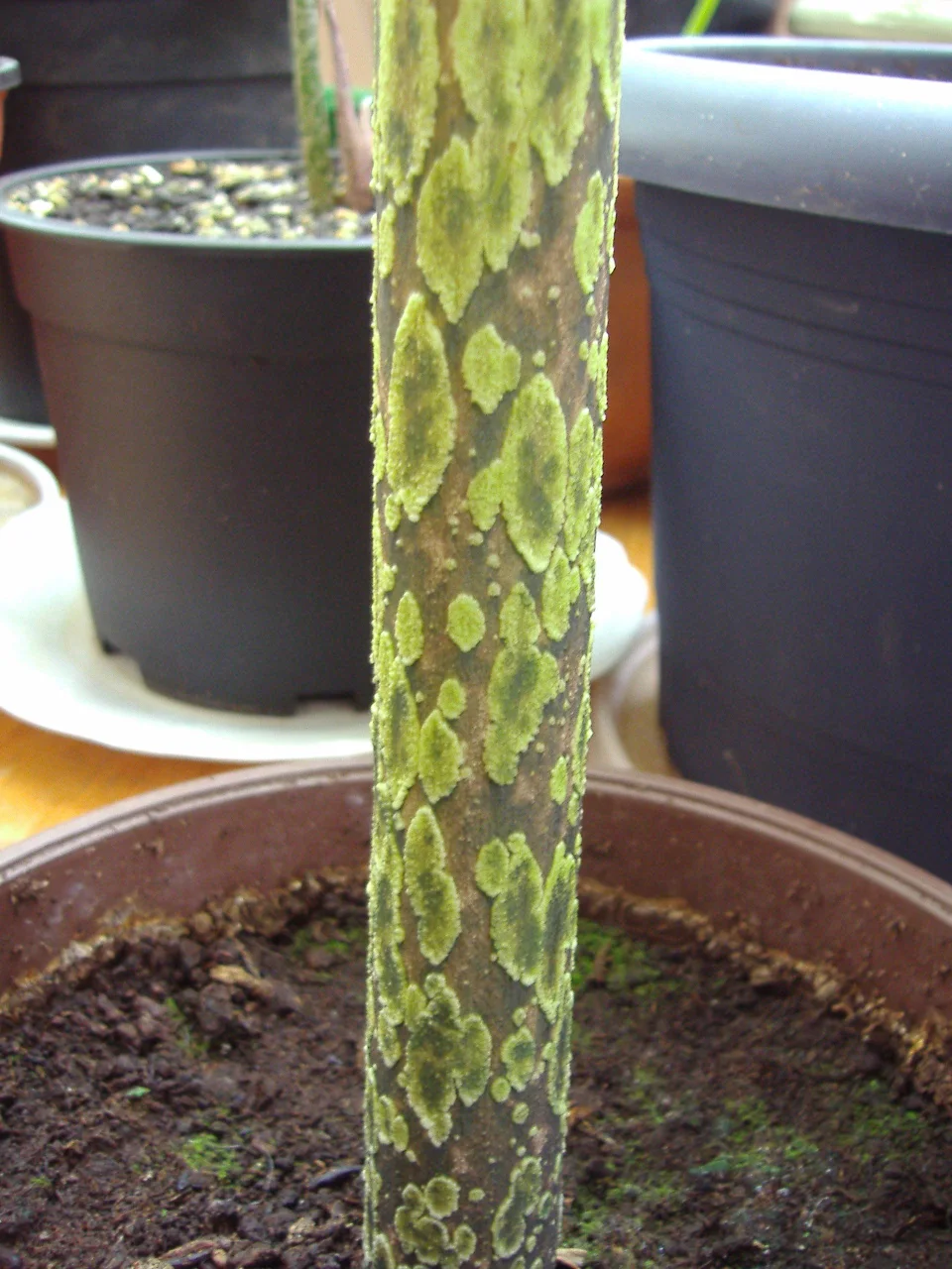 Amorphophallus dactylifer