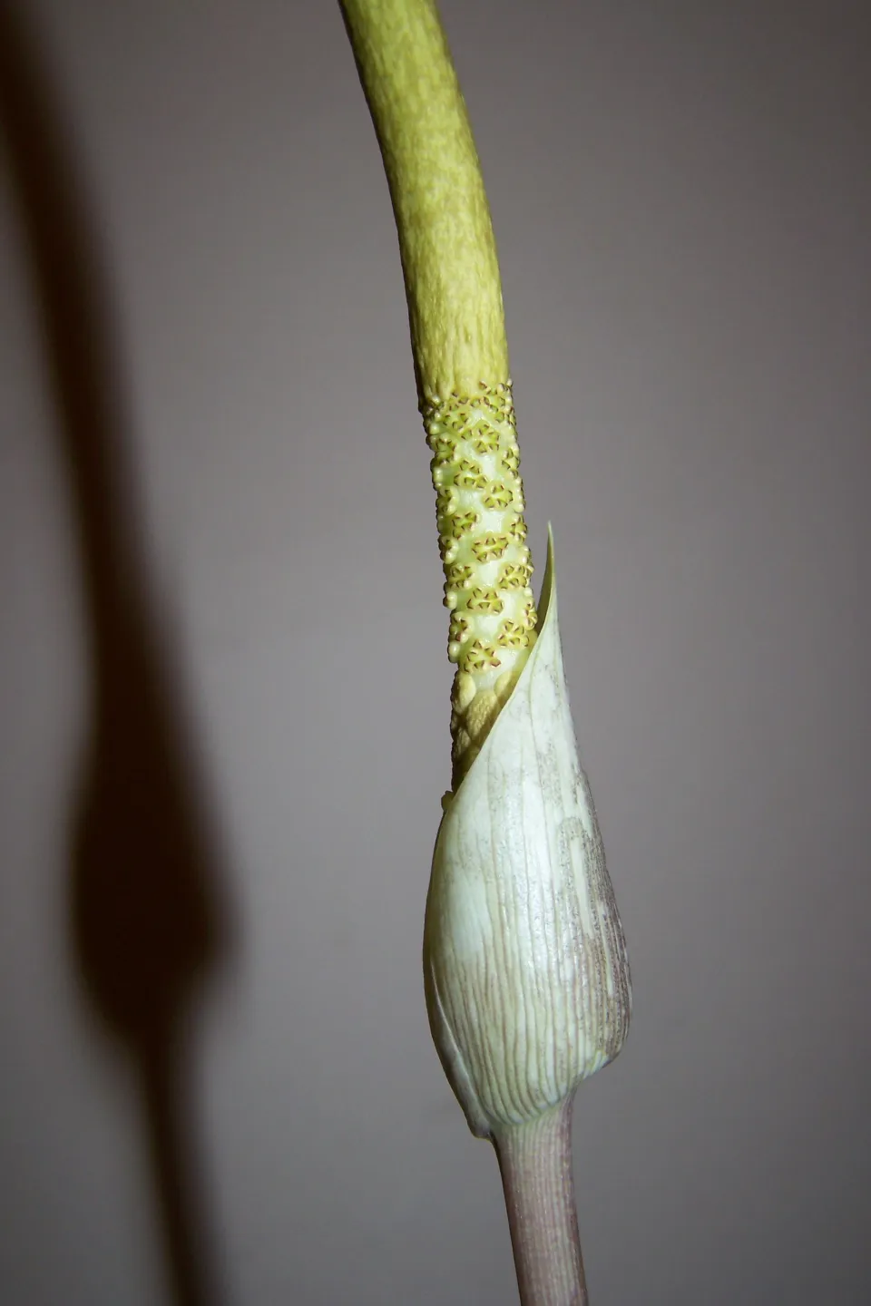 Amorphophallus sylvaticus