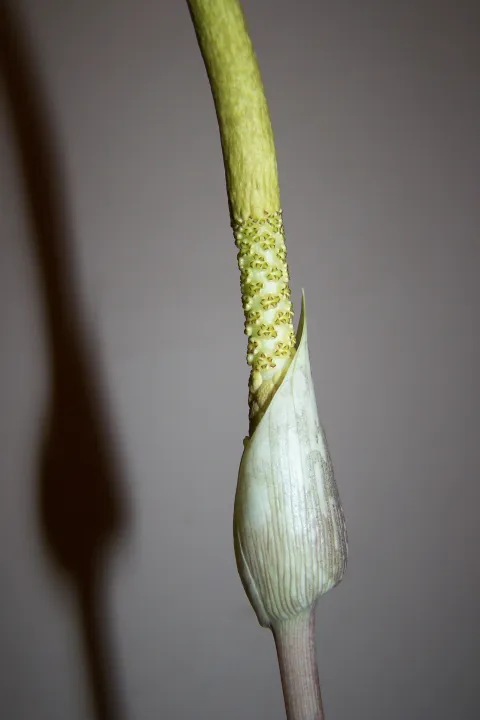 Amorphophallus sylvaticus