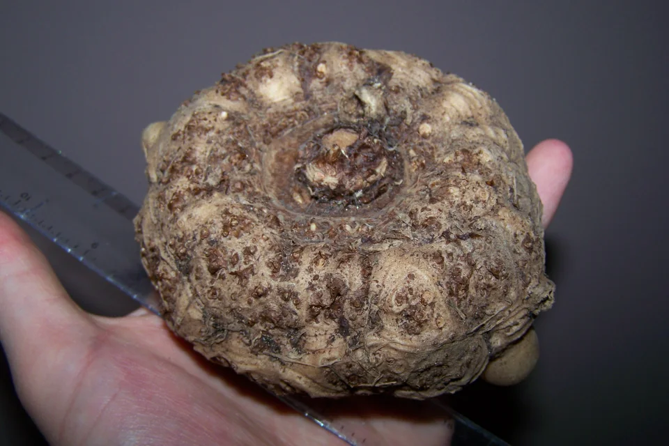 Amorphophallus beccarii
