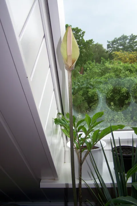 Amorphophallus longituberosus