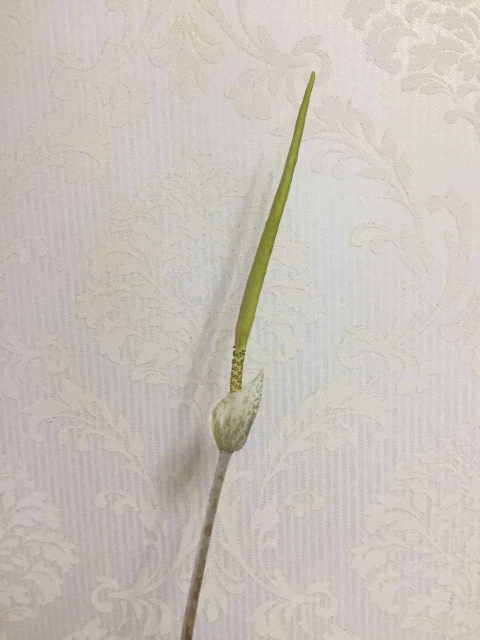 Amorphophallus sylvaticus