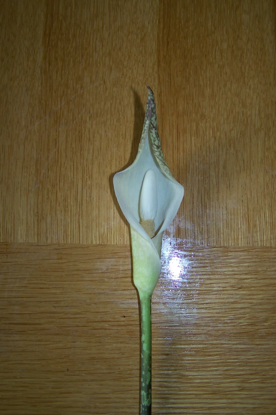 Amorphophallus beccarii