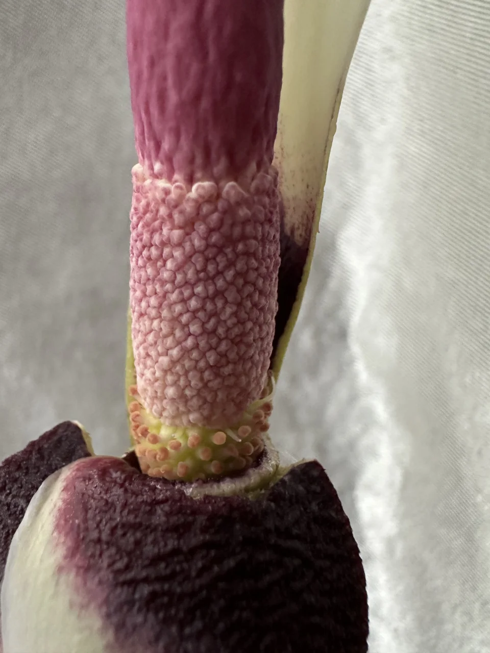 Amorphophallus haematospadix