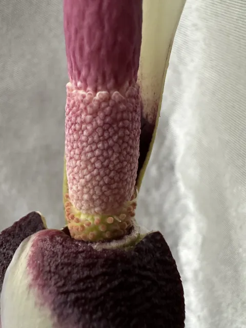Amorphophallus haematospadix