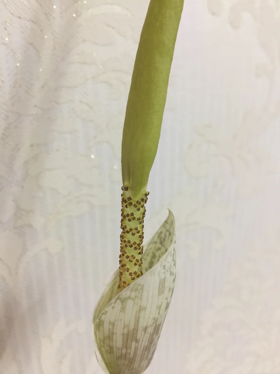 Amorphophallus sylvaticus