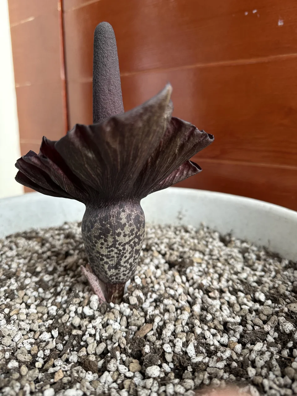 Amorphophallus mossambicensis