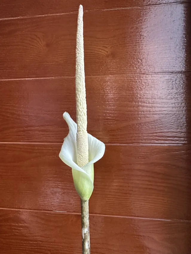 Amorphophallus variabilis