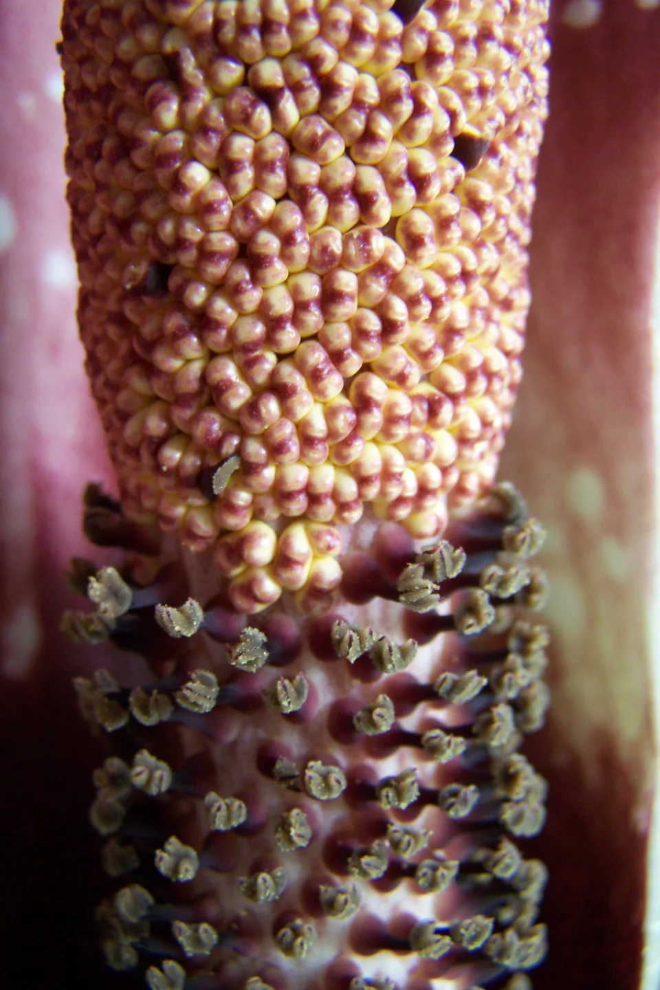 Amorphophallus dactylifer