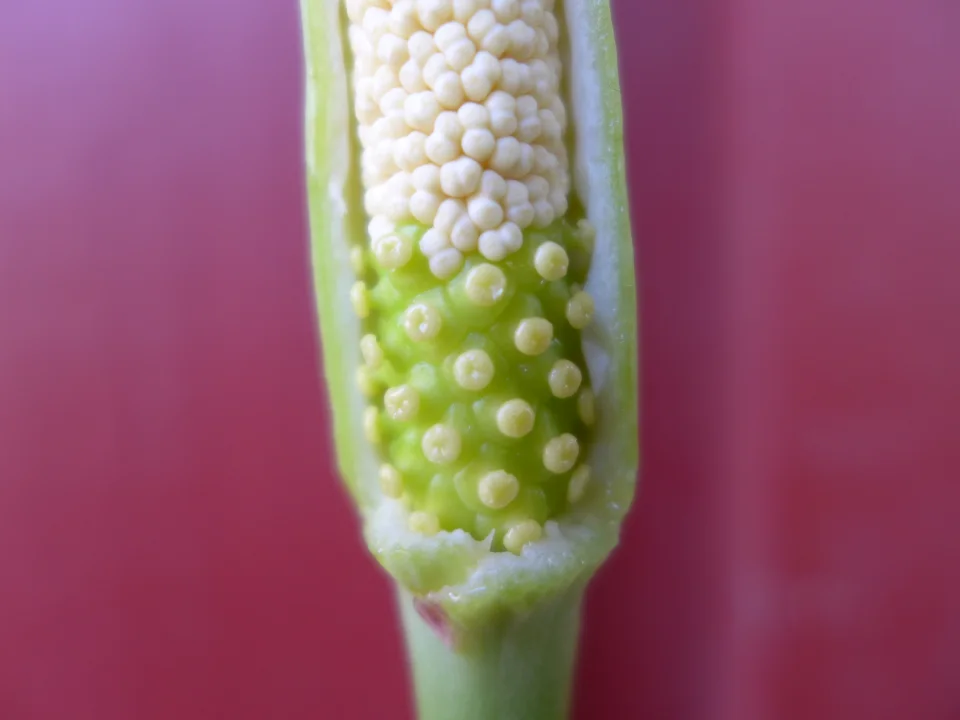 Amorphophallus aff. beccarii