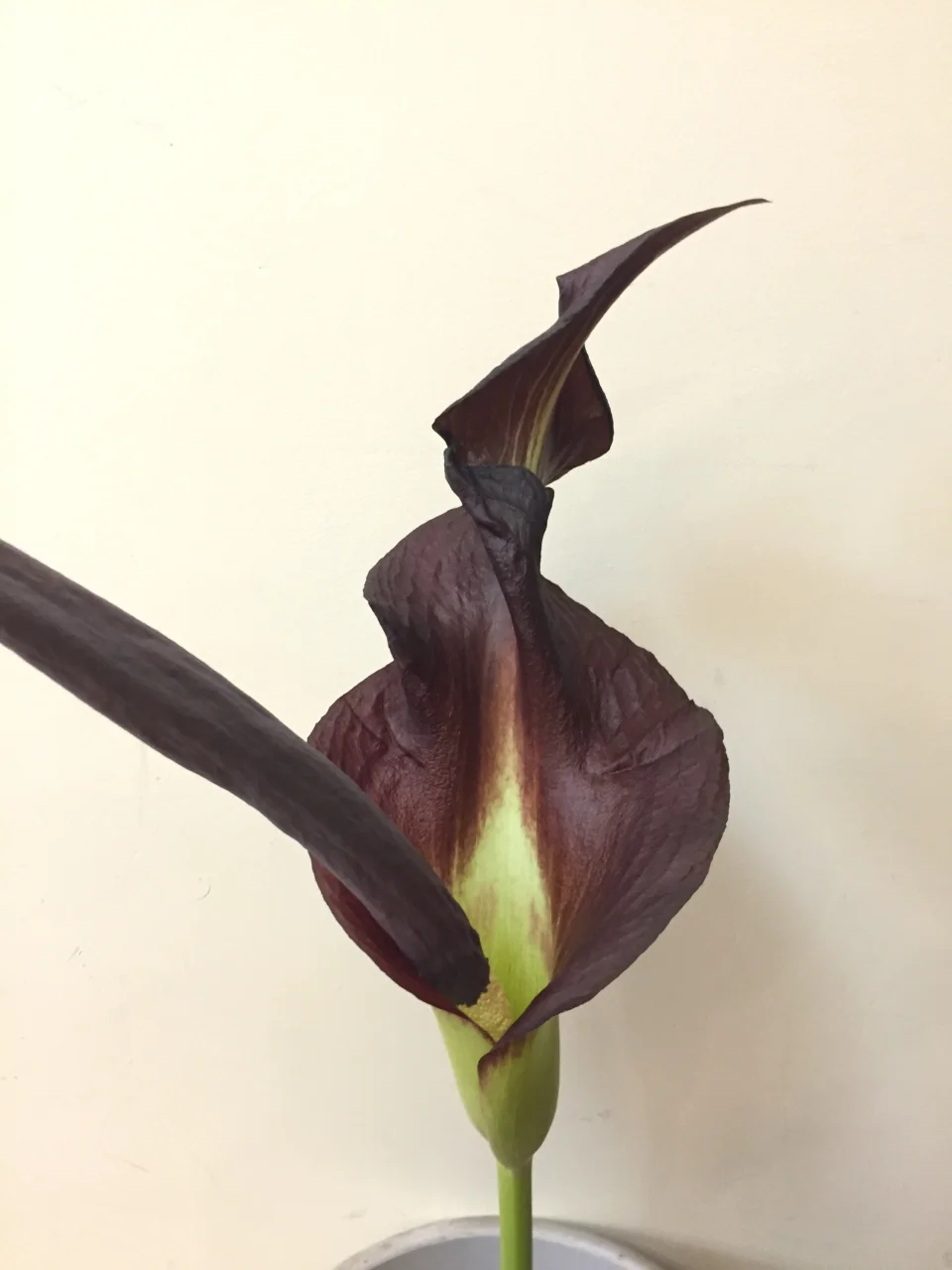 Amorphophallus taurostigma