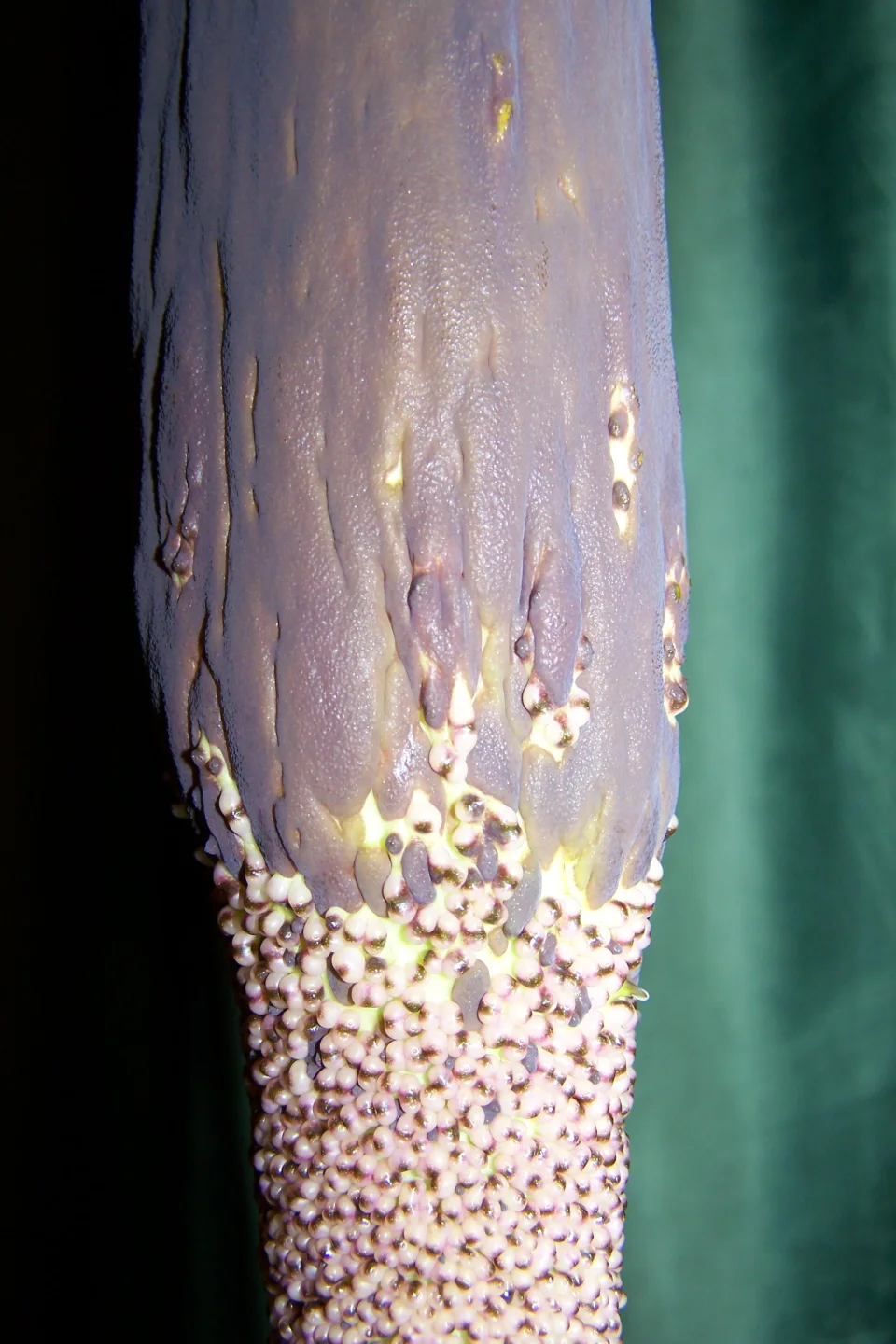 Amorphophallus taurostigma