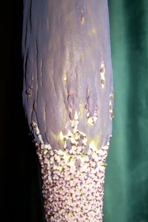 Amorphophallus taurostigma