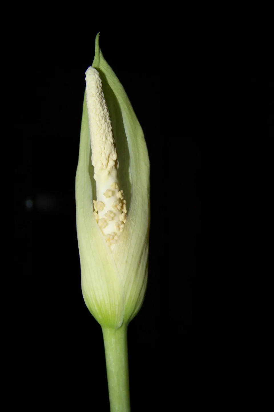 Amorphophallus fallax