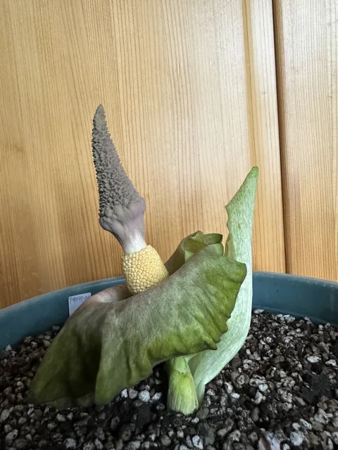 Amorphophallus lewallei