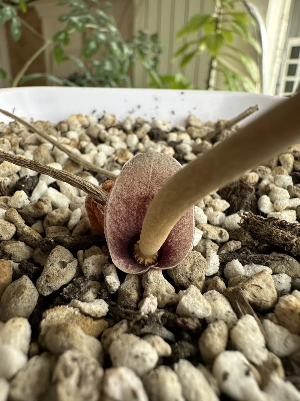 Amorphophallus polyanthus