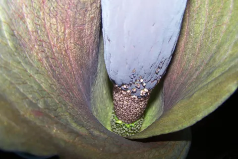 Amorphophallus taurostigma