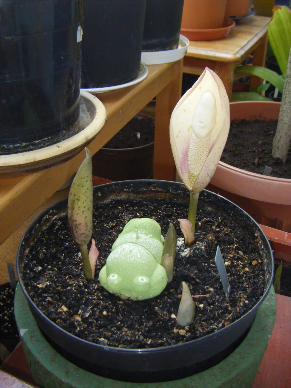 Amorphophallus yuloensis