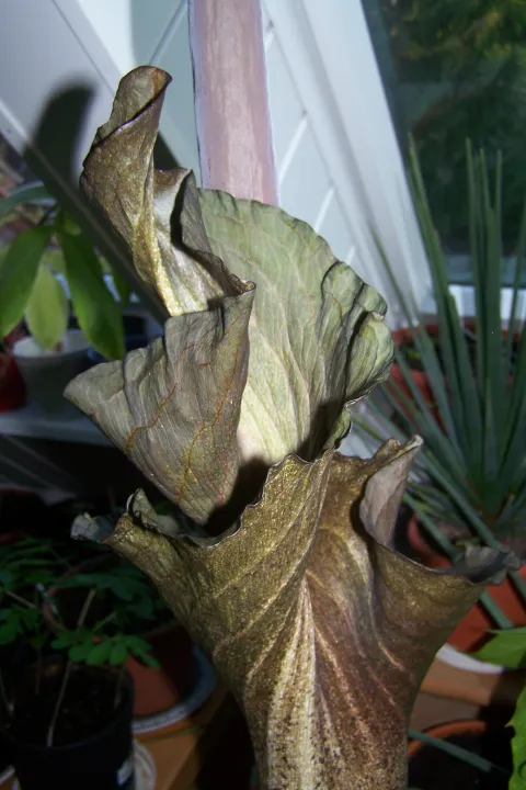 Amorphophallus taurostigma