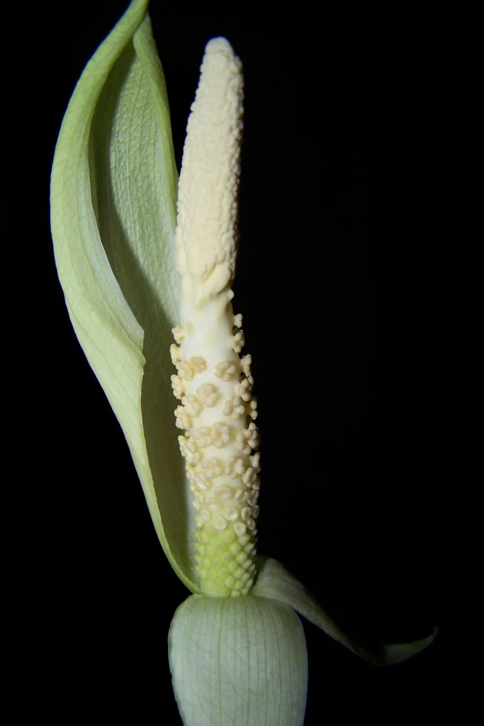 Amorphophallus fallax