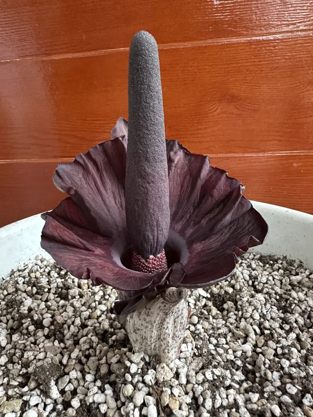 Amorphophallus mossambicensis
