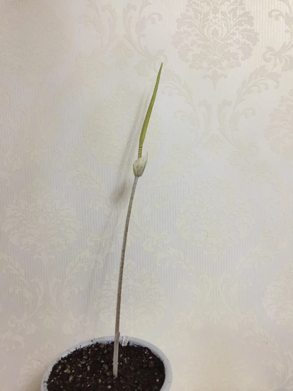 Amorphophallus sylvaticus
