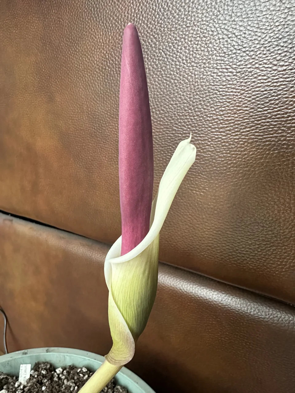 Amorphophallus haematospadix