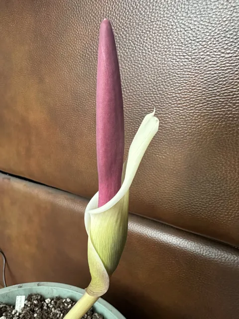 Amorphophallus haematospadix