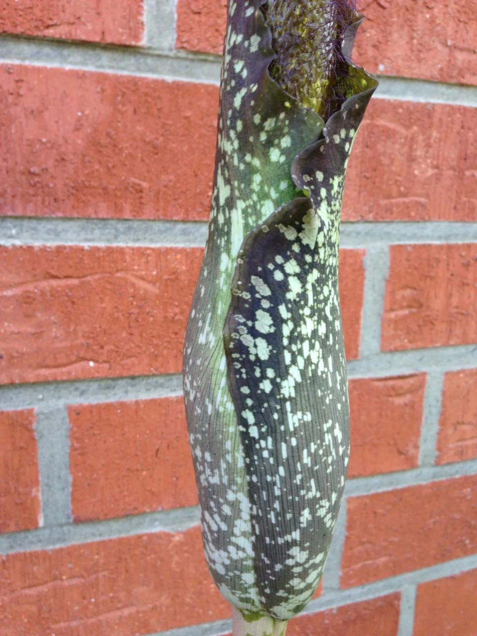 Amorphophallus hirtus