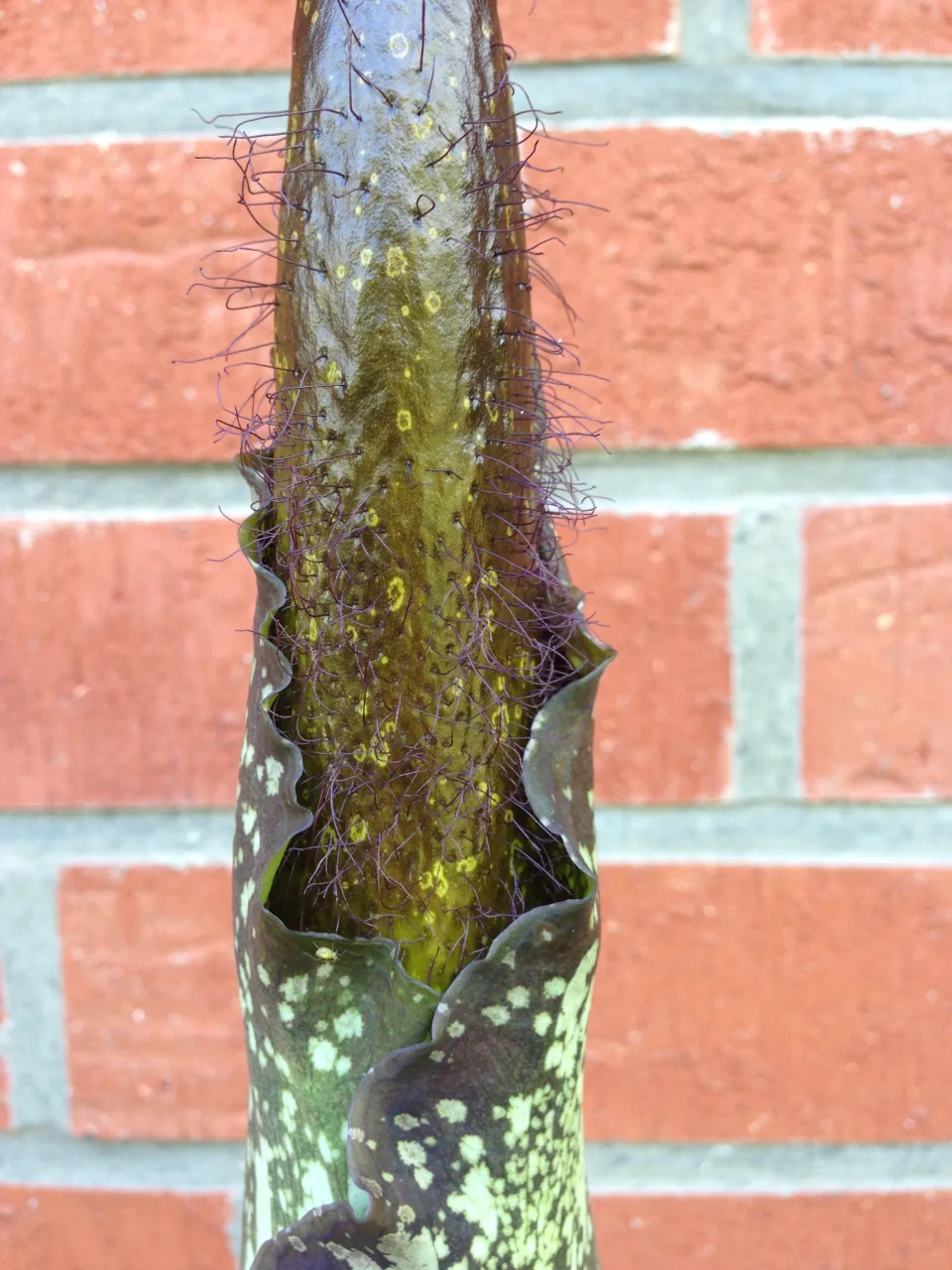 Amorphophallus hirtus
