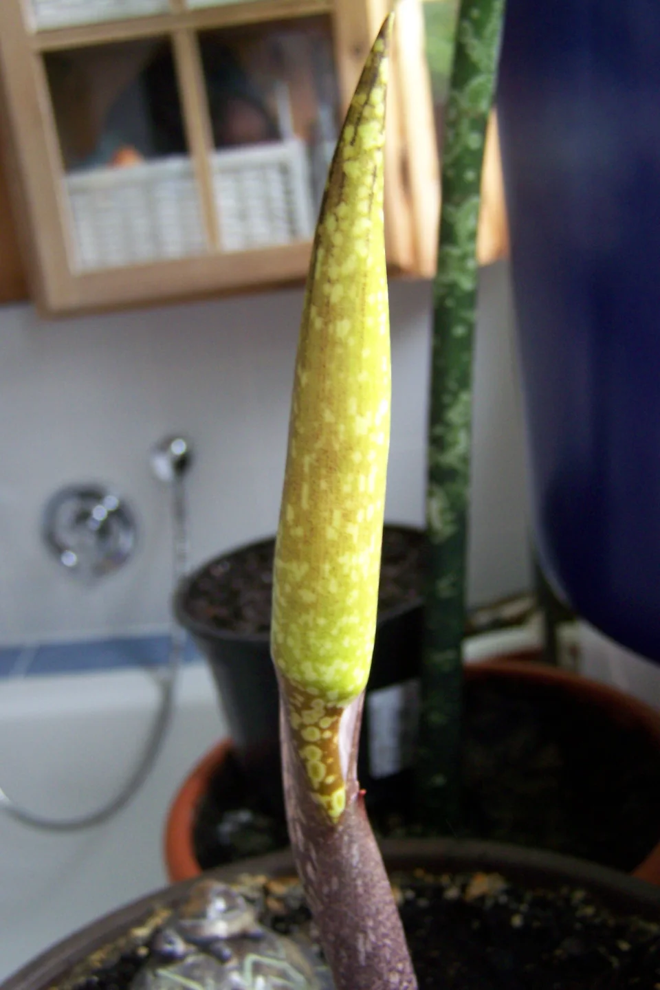 Amorphophallus beccarii
