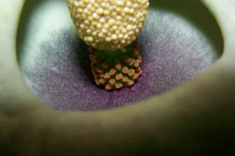 Amorphophallus lewallei
