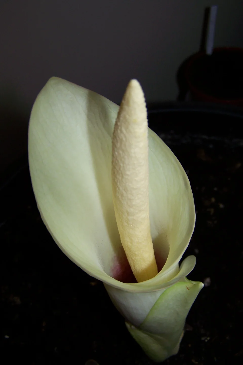 Amorphophallus brachyphyllus