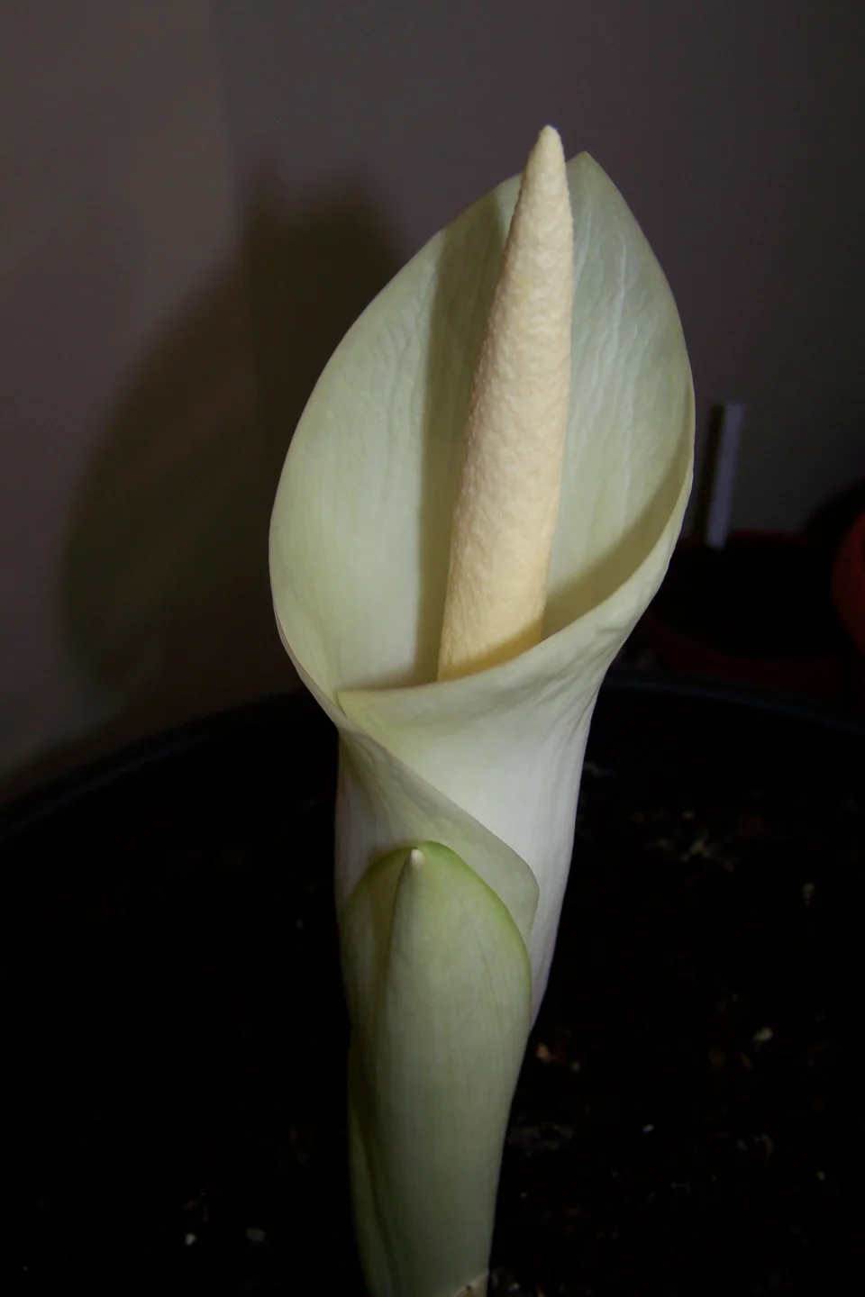 Amorphophallus brachyphyllus