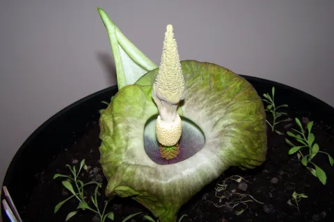Amorphophallus lewallei