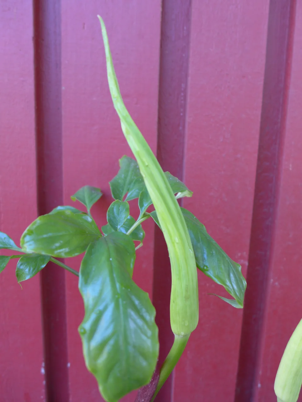 Amorphophallus aff. beccarii