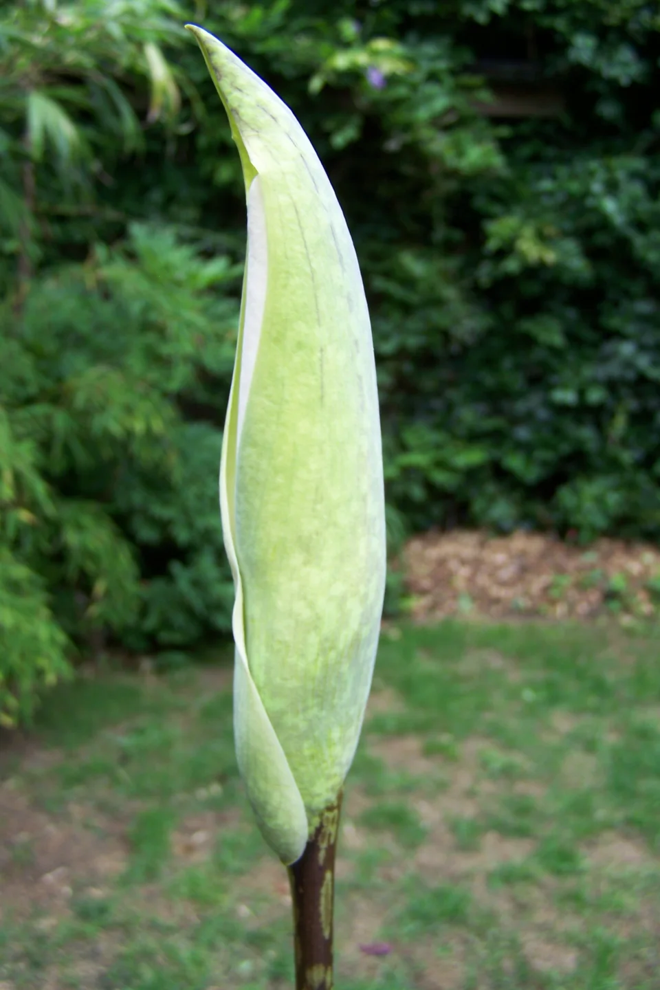 Amorphophallus beccarii