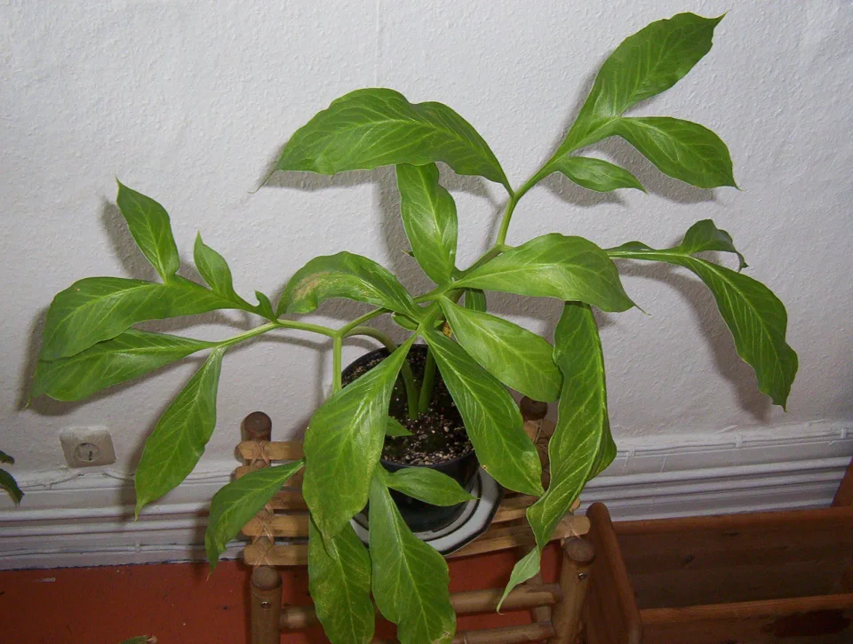 Amorphophallus taurostigma