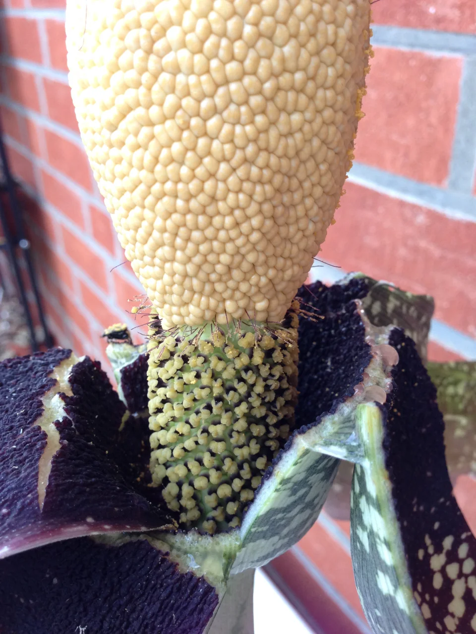 Amorphophallus hirtus