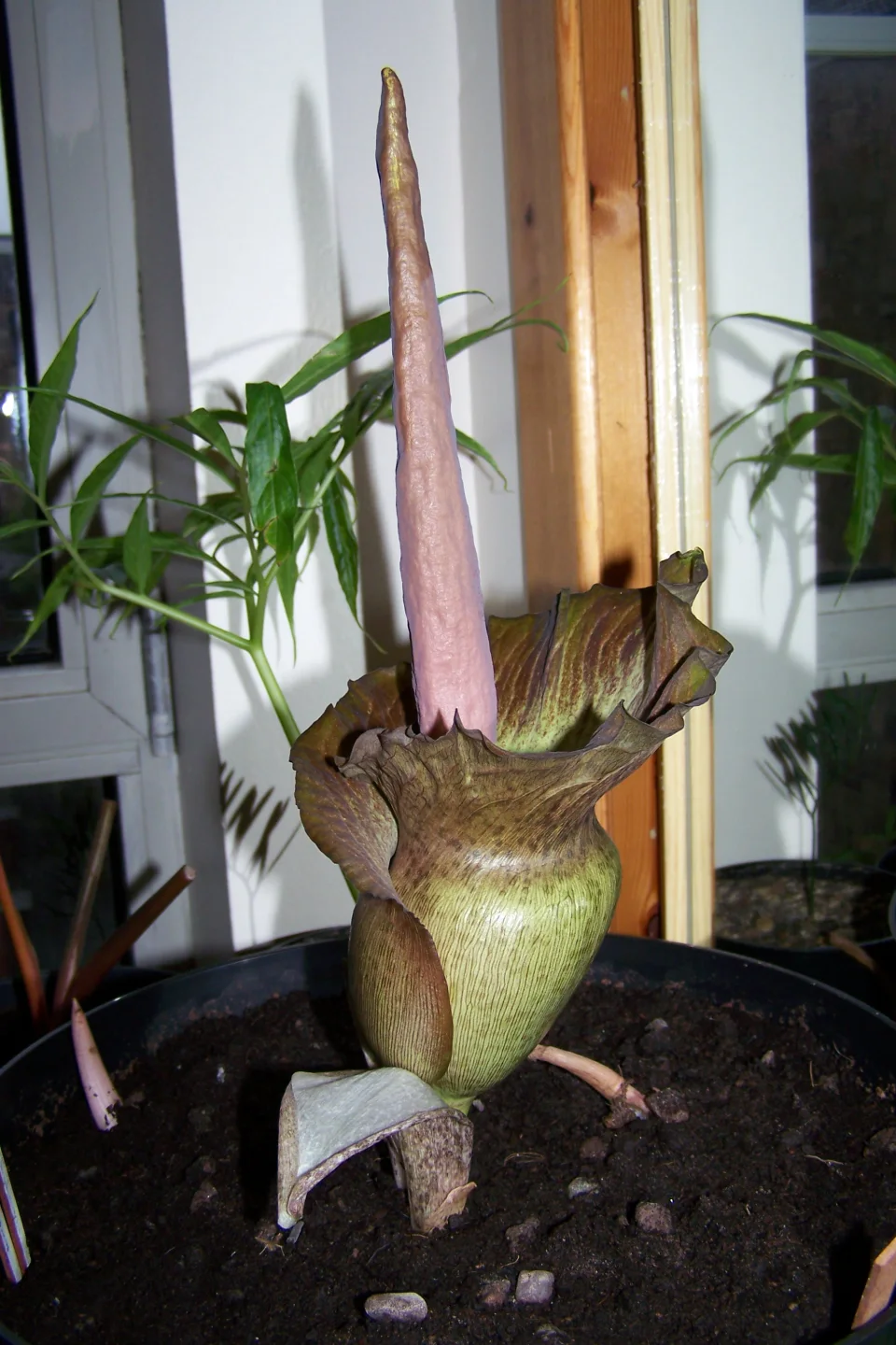 Amorphophallus impressus