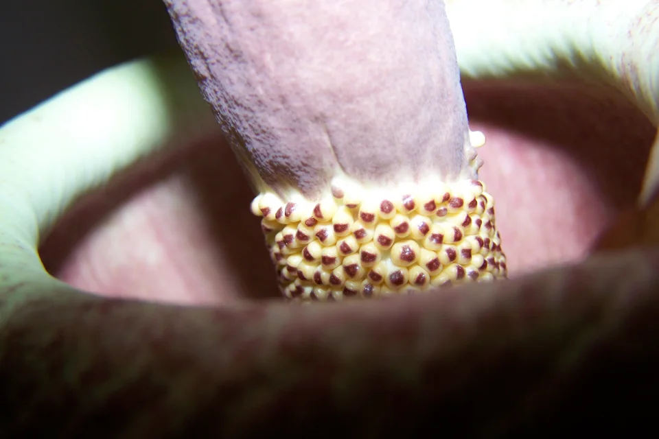 Amorphophallus impressus