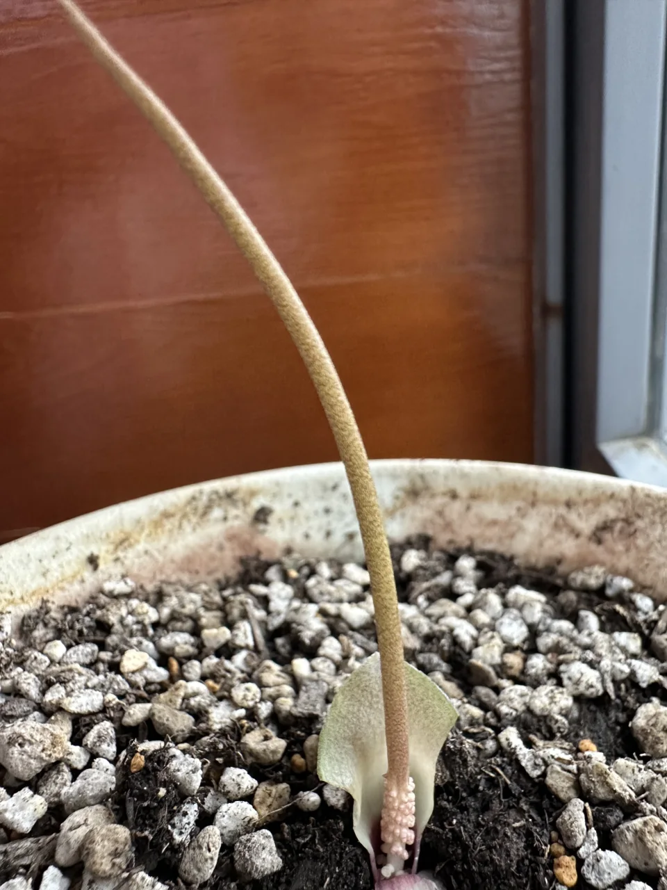 Amorphophallus obscurus