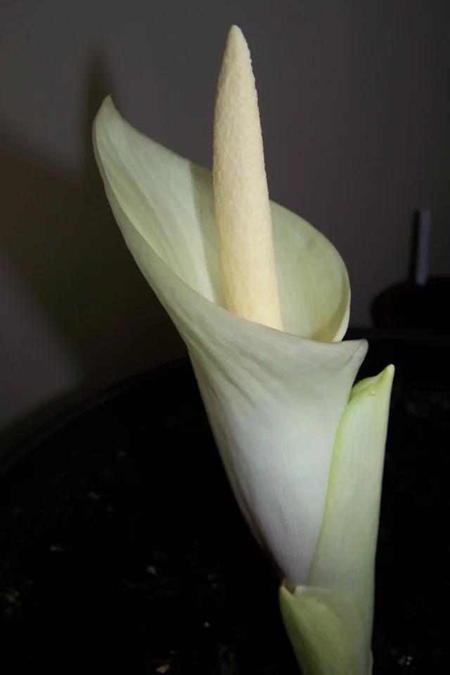 Amorphophallus brachyphyllus