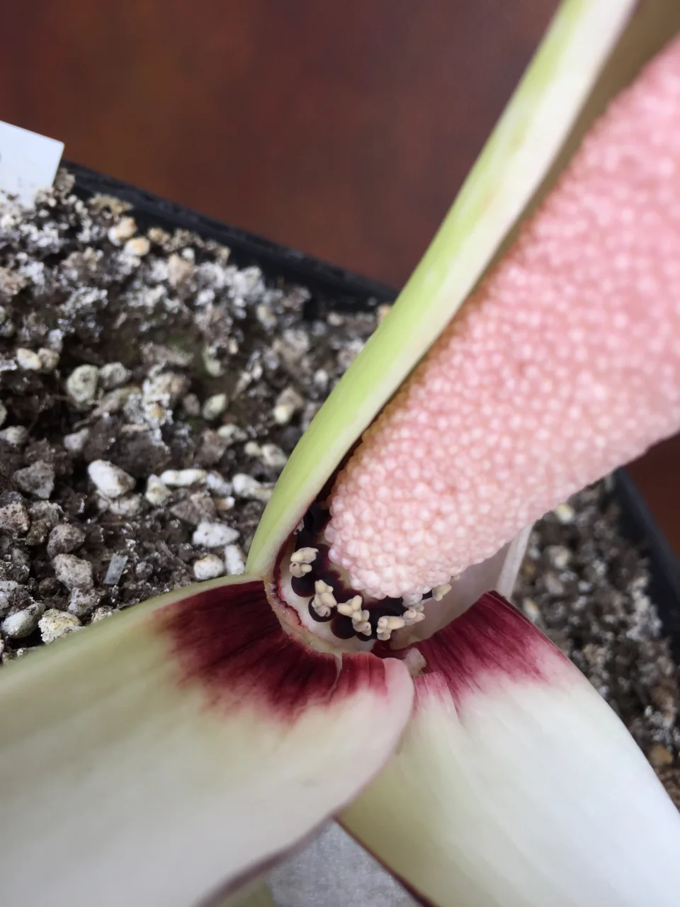 Amorphophallus fornicatus
