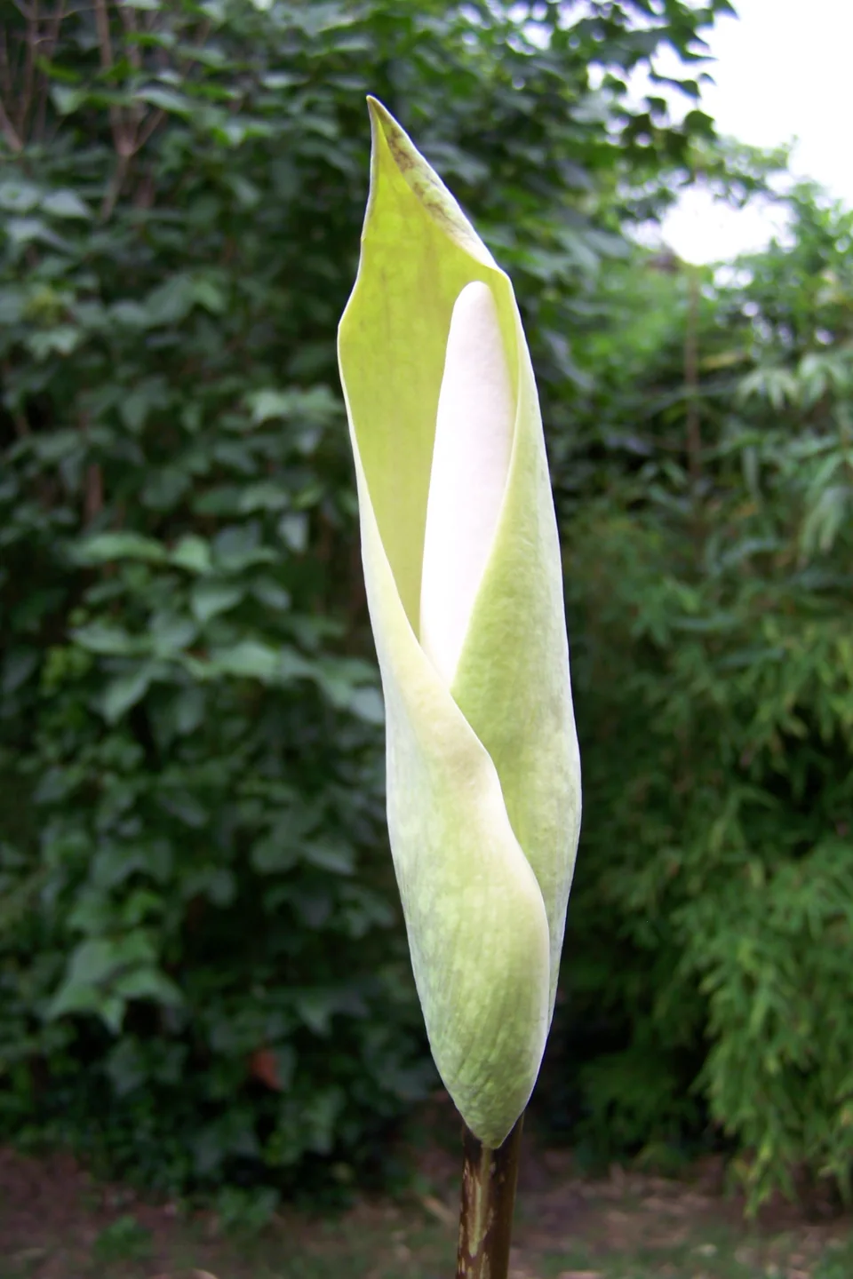 Amorphophallus beccarii