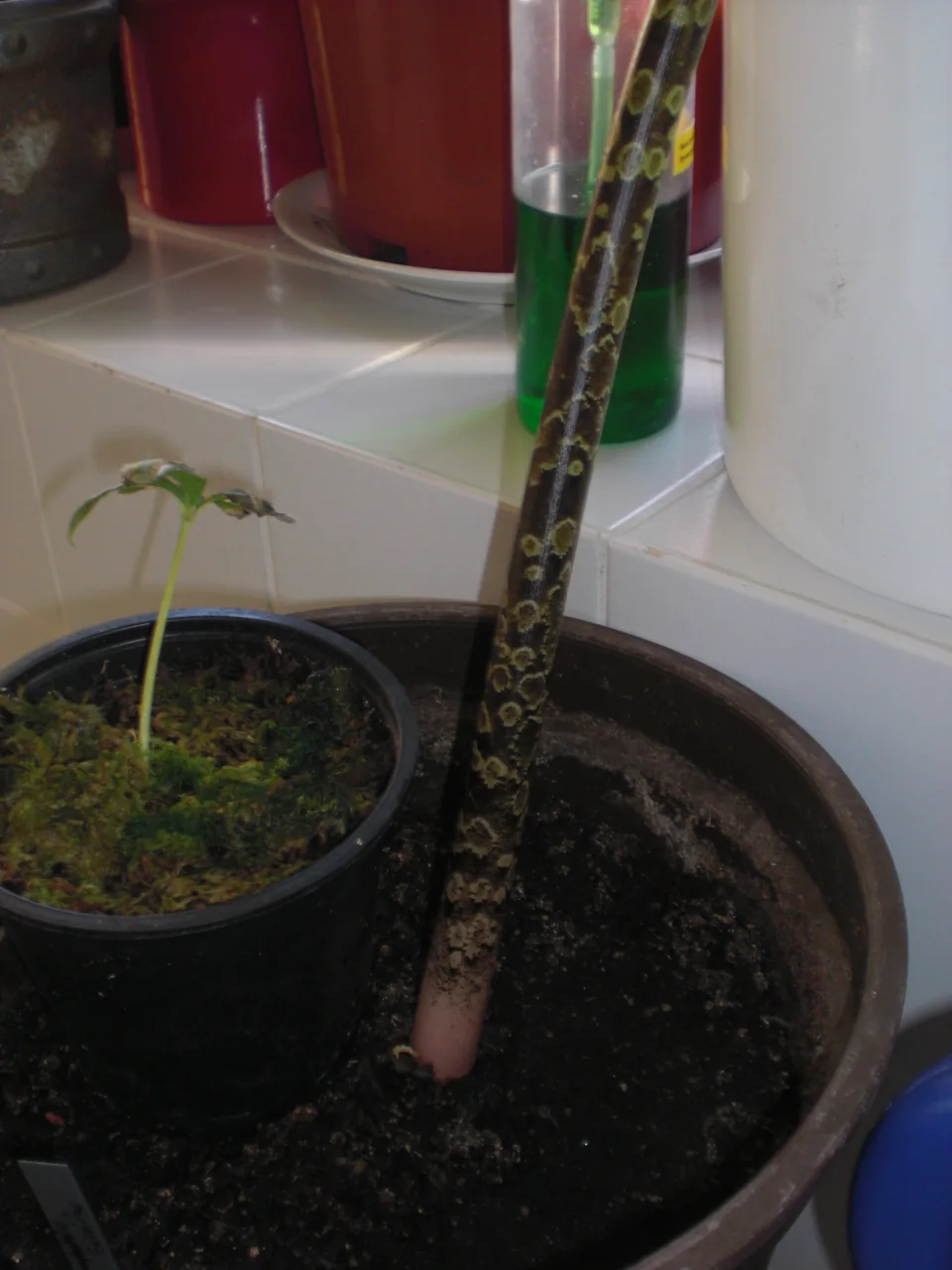 Amorphophallus beccarii